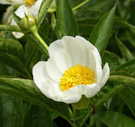 Пион молочноцветковый (P. lactiflora)
